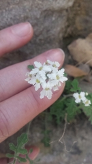 Dryopetalon runcinatum
