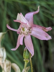 Delphinium purpusii