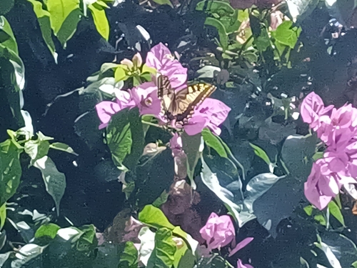 Old World Swallowtail