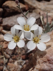 Linanthus killipii