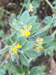 Acmispon heermannii