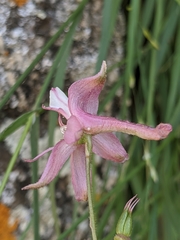 Delphinium purpusii
