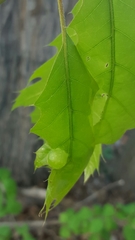Dryocosmus quercuspalustris
