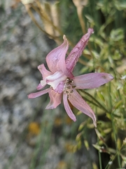 Delphinium purpusii
