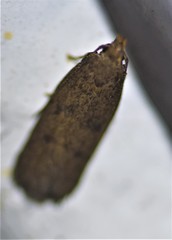 Glyphidocera juniperella