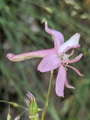 Delphinium purpusii