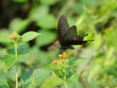 Papilio dialis