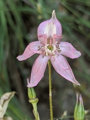 Delphinium purpusii
