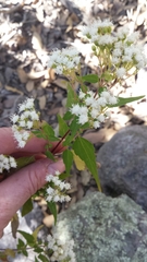 Ageratina paupercula