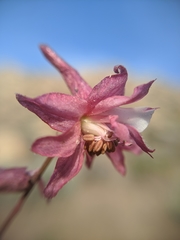 Delphinium purpusii