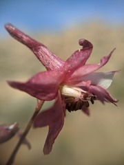 Delphinium purpusii