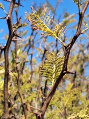 Vachellia aroma