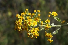 Acrisione denticulata