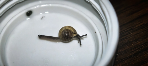Jumping Snail