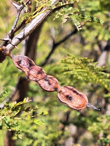 Vachellia aroma, photograph 4