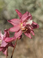 Delphinium purpusii