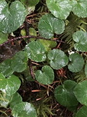 Viola sempervirens, photograph (c) Jared Shorma, some rights reserved (CC BY)