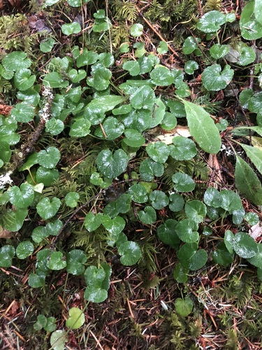 Viola sempervirens