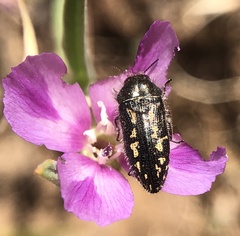 Acmaeodera retifera