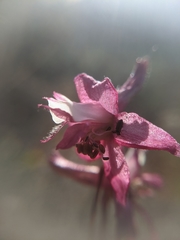 Delphinium purpusii