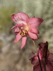 Delphinium purpusii