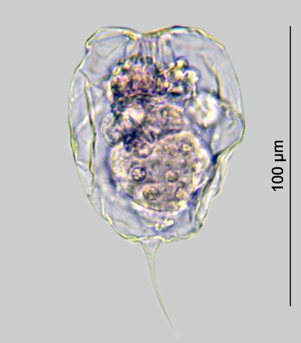 Filinia cornuta