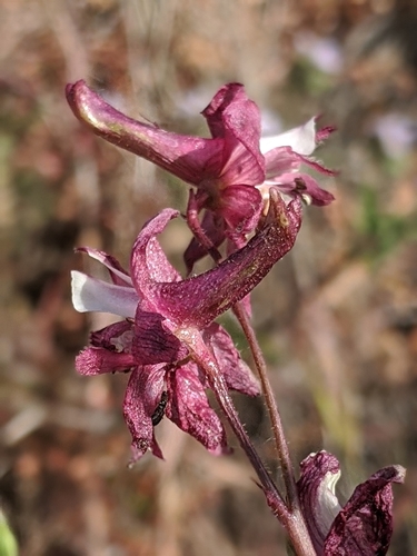 Image of Delphinium purpusii by no rights reserved