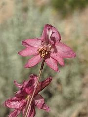 Delphinium purpusii