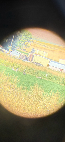 Sandhill Crane