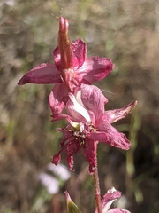 Delphinium purpusii