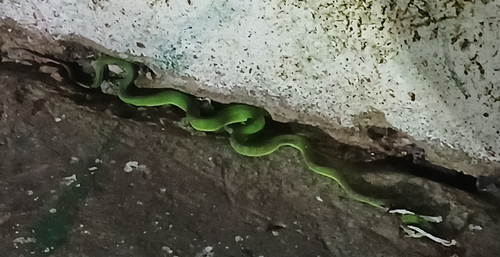 Nepal Pitviper