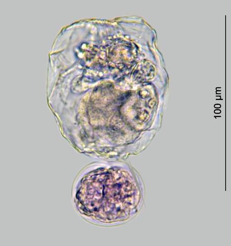 Filinia cornuta