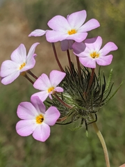 Leptosiphon montanus