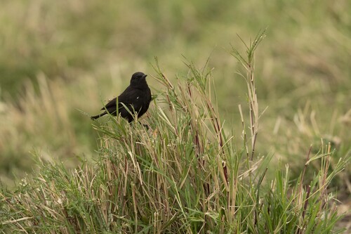 iNaturalist image