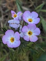 Leptosiphon montanus