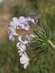 Leptosiphon montanus