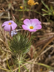 Leptosiphon montanus