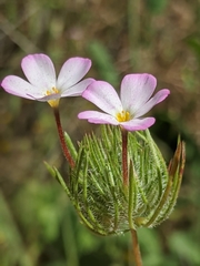 Leptosiphon montanus