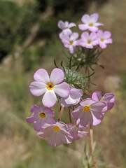 Leptosiphon montanus