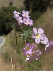 Leptosiphon montanus