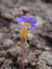 Phacelia fremontii