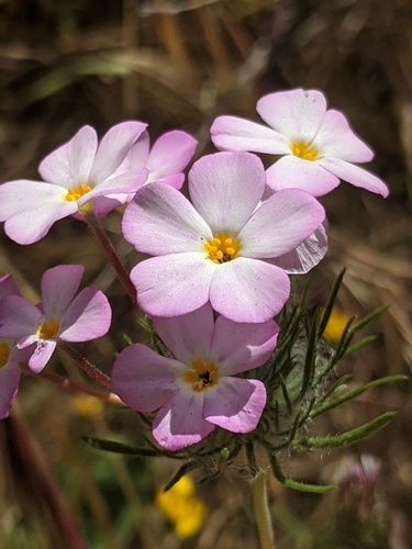 Image of Leptosiphon montanus by no rights reserved