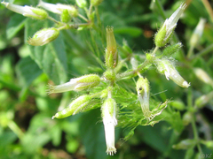 Cerastium holosteoides