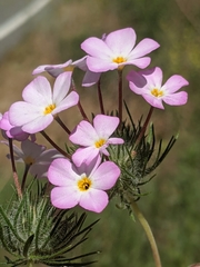 Leptosiphon montanus