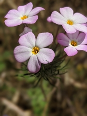 Leptosiphon montanus