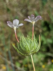 Leptosiphon montanus