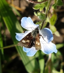 Heliothodes diminutiva