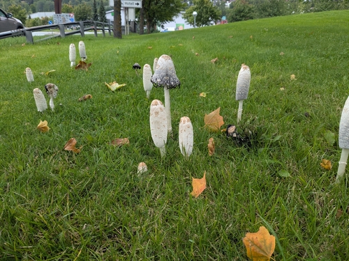 Shaggy Mane