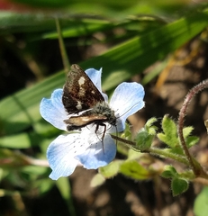 Heliothodes diminutiva