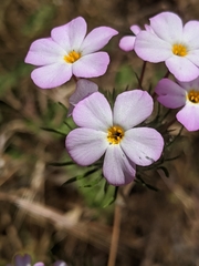 Leptosiphon montanus